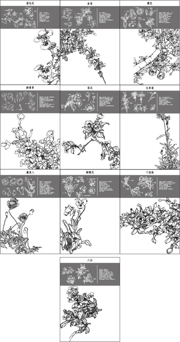 中国工笔画图谱矢量素材31~40  