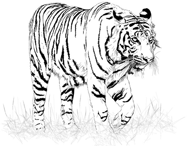 black and white cat cartoon. Black and White Tiger Vector