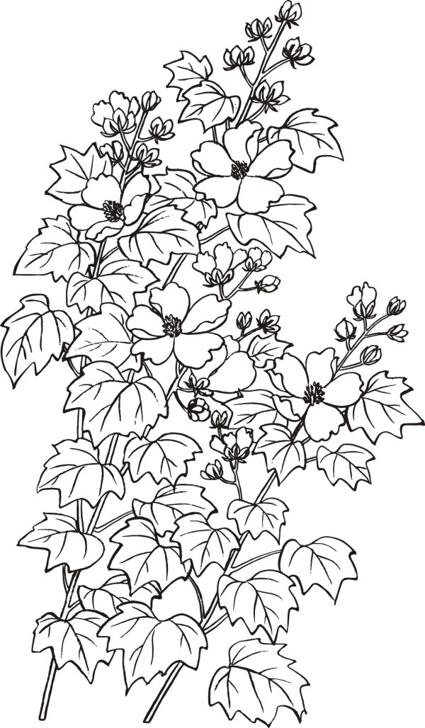 矢量 白描 芙蓉花