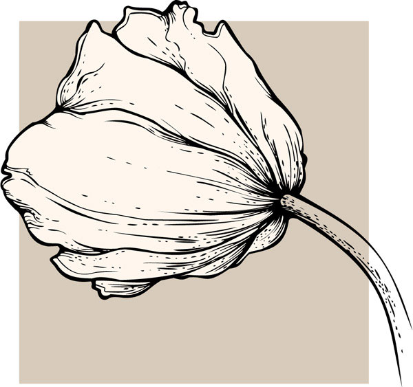 线稿花纹05——矢量素材