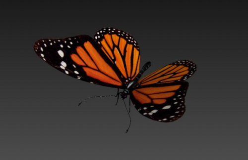 Butterfly 3D Models for Download